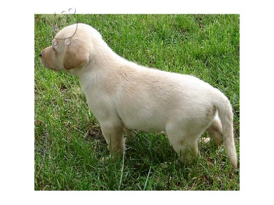 χαριτωμένο κουτάβι Retriever του Λαμπραντόρ για ένα νέο σπίτι...